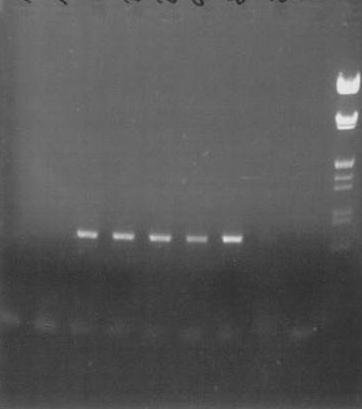 1-6 testované vzorky fragmentu COI (1-5 úspěšně, 6 neúspěšně amplifikované), K kontrolní PCR reakce bez přidané DNA, SM Lambda DNA/EcoRI+Hind III marker, vpravo Lambda DNA/EcoRI+Hind III marker 3.7.