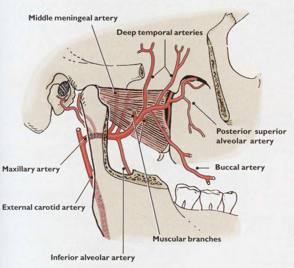 Arteria