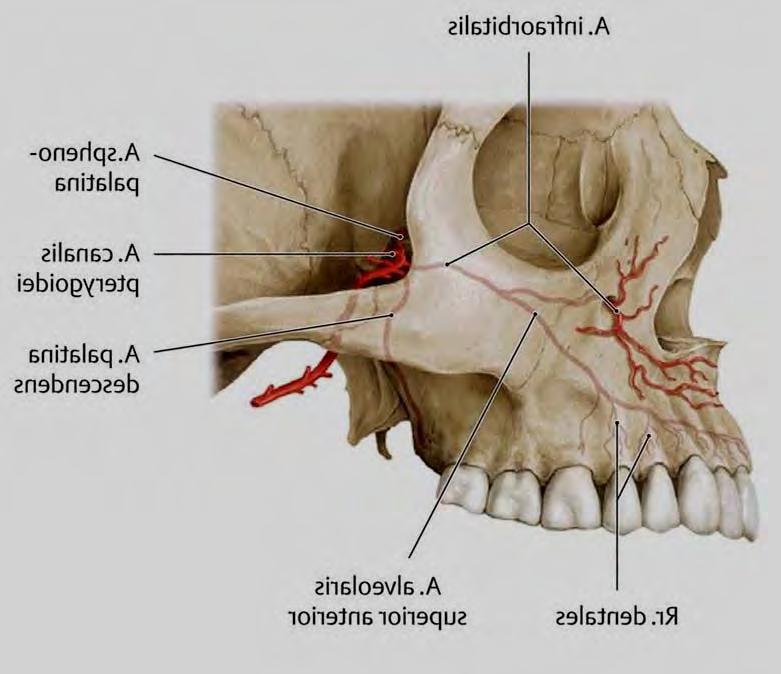 a. alveolaris superior posterior a.