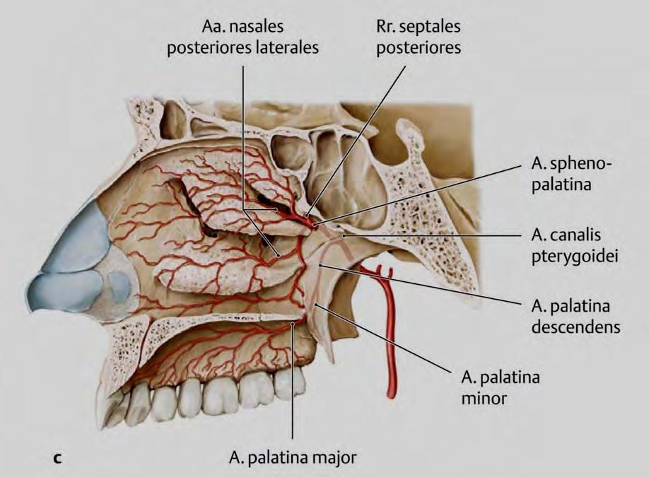 palatina major et minores a.