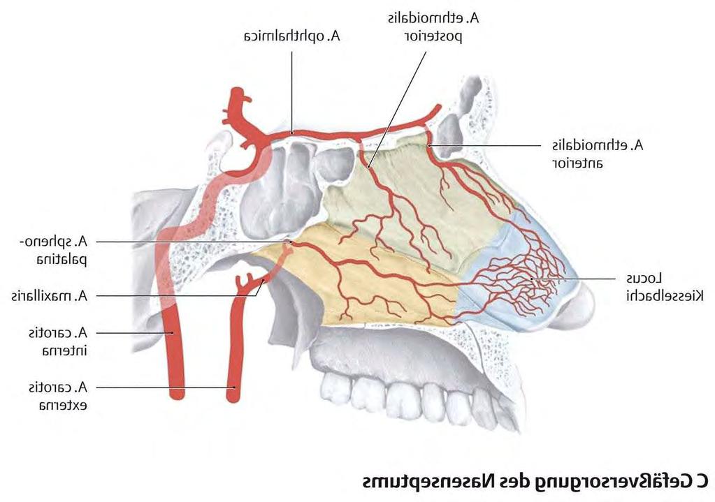 Anastomoses