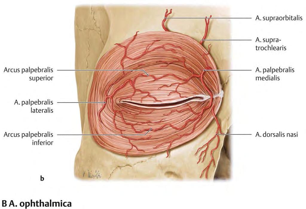 Arteria