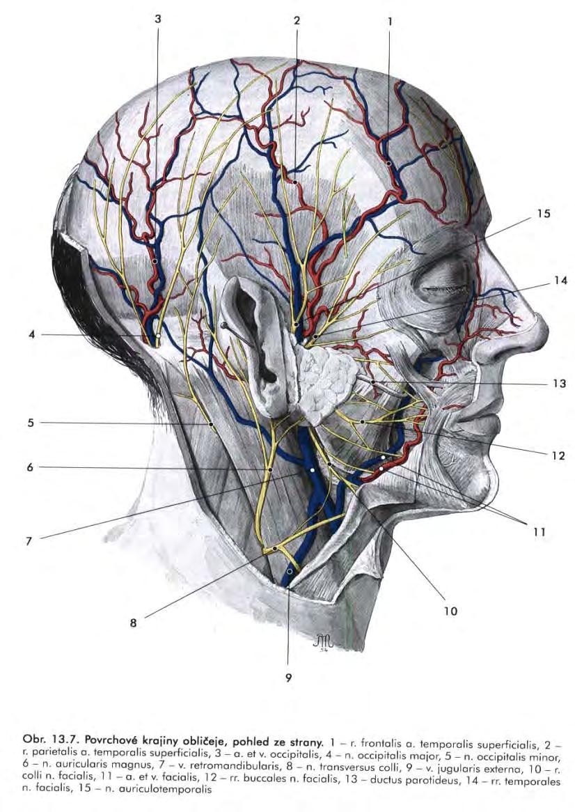 Arteria facialis Pro krk a tvář; a.