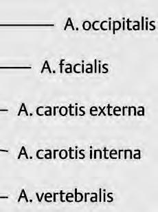 facialis, pharyngea