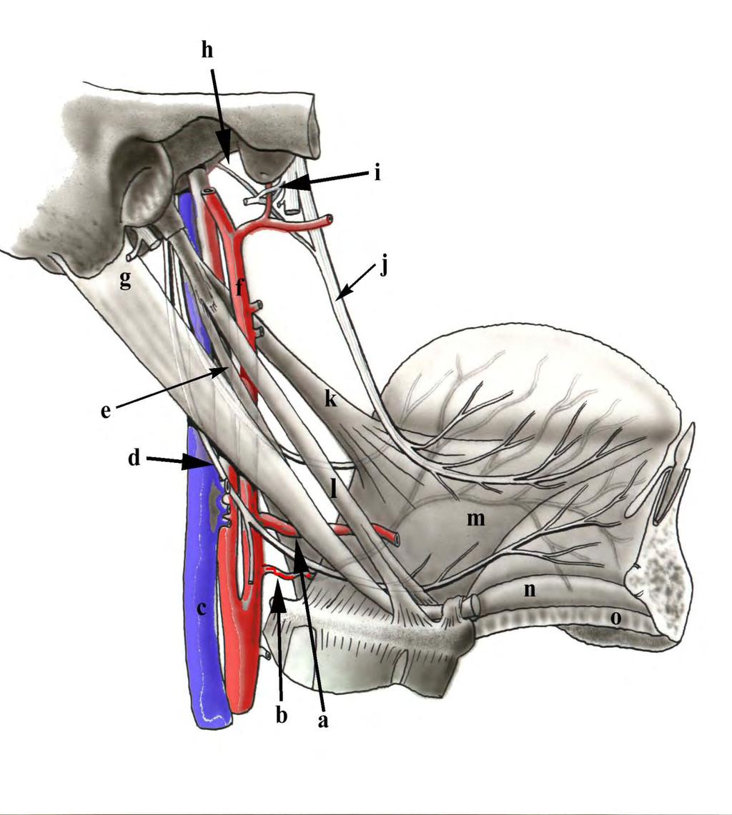 Septum styloideum Vena jugularis interna leží