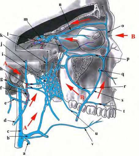 Plexus pterygoideus a jeho přítoky: n ophtalmica sup. p ophtalmica inf.