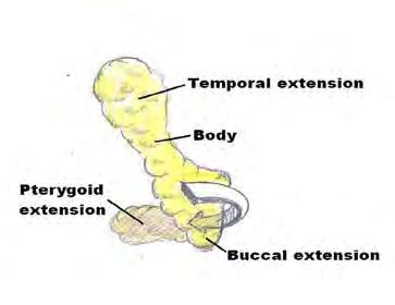 parotid