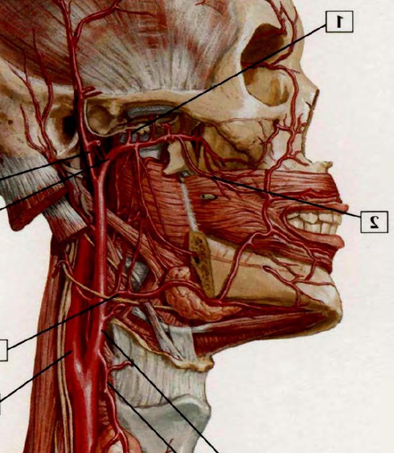 Arteria carotis externa ACE
