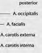 , fascia a kůže Mediálně