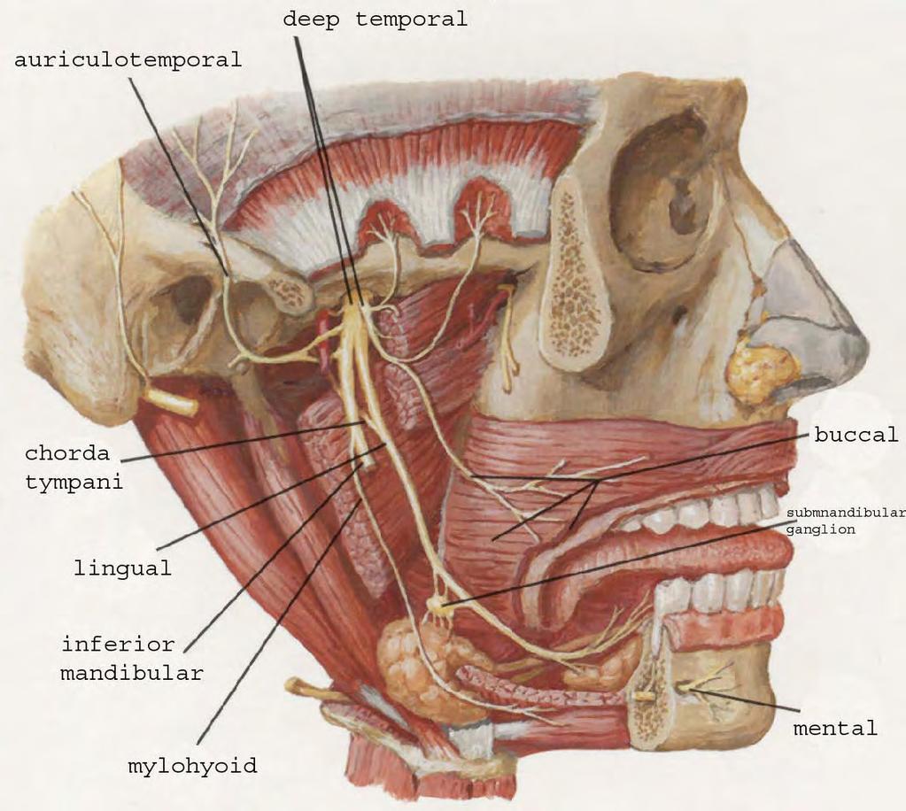 Hluboké části: Fossa infratemporalis ossea Fossa pterygopalatina Fossa