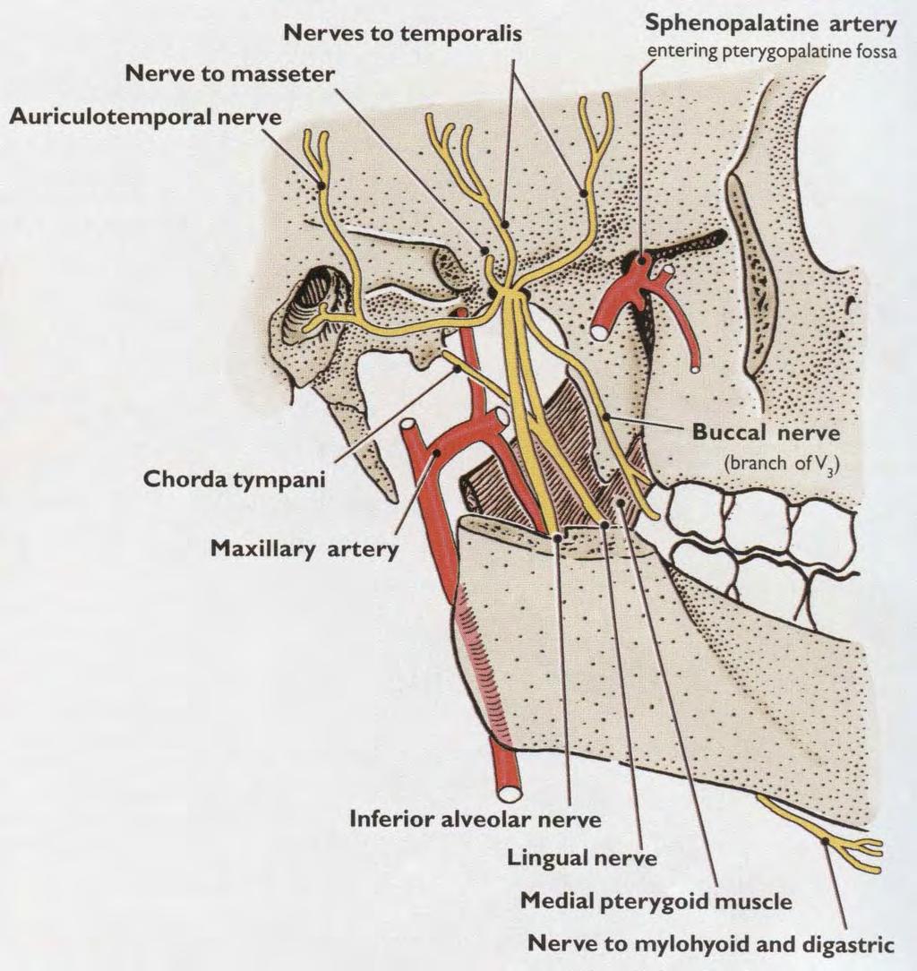 a. maxillaris a větve n.