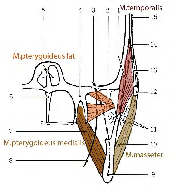 plexus pterygoideus maxillary artery and