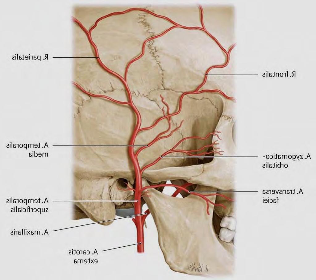 Arteria temporalis superficialis Pro gl.