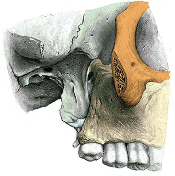 Fiss. orbitalis inferior foramen rotundum