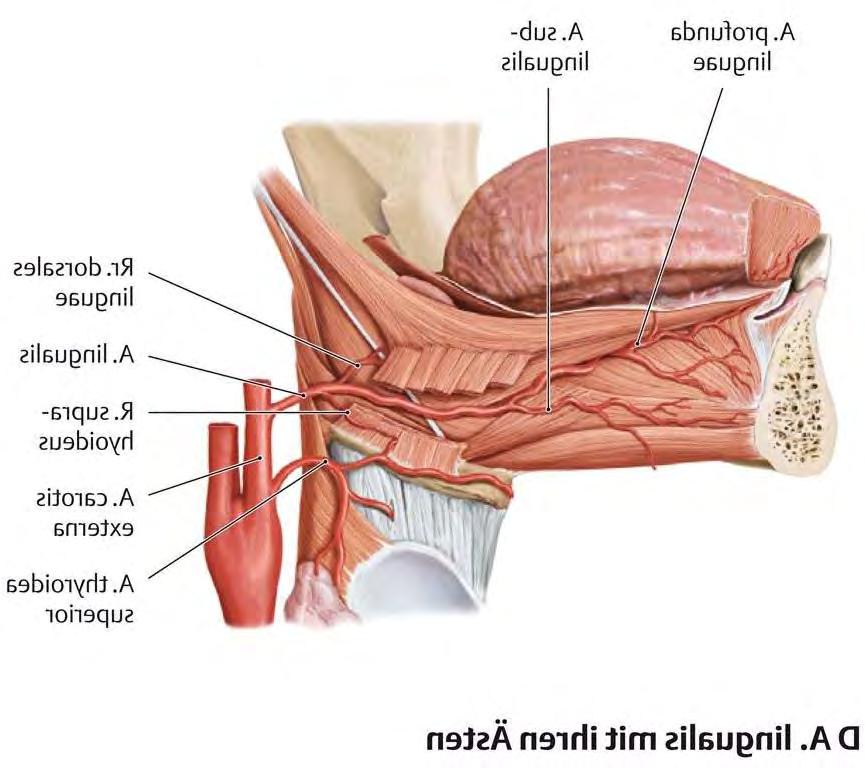 Pro jazyk; r. suprahyoideus a. sublingualis (pro gl.