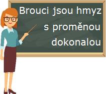 Z vajíčka se vylíhne larva. Larva ještě není brouk. Je dlouhá a tenká, často má bílou nebo žlutou barvu. Nemá končetiny ani křídla. Časem si larva vyrobí obal, do kterého se zabalí.