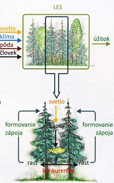 Les jako systém Příklad lesa jako systému skládajícího se z prvků
