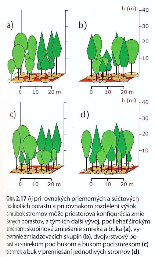 Les jako strukturovaný systém Prostorová struktura porostu horizontální (náhodná,