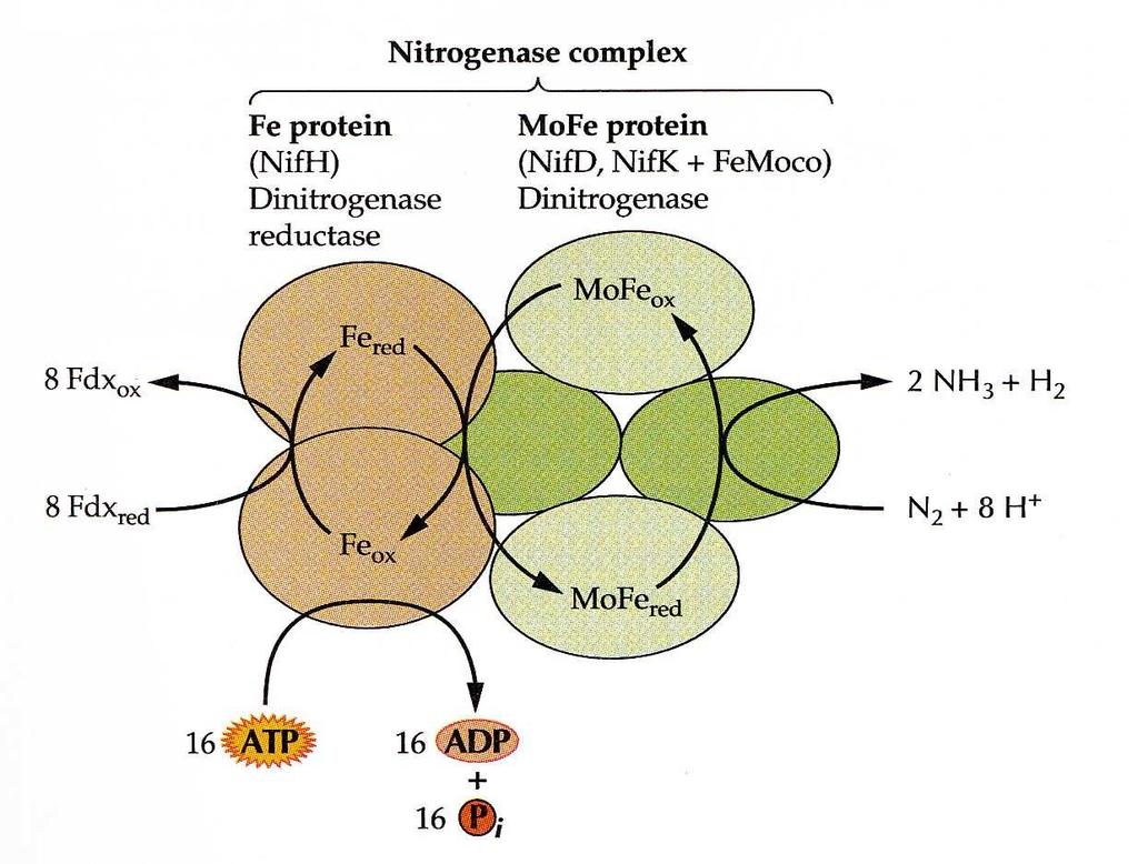 - reakce vyžadující velké množství energie a přítomnost silného biologického reduktantu - nitrogenáza citlivá ke kyslíku - tvorba specifických struktur (heterocysty, hlízky) Nitrogenáza: - komplex