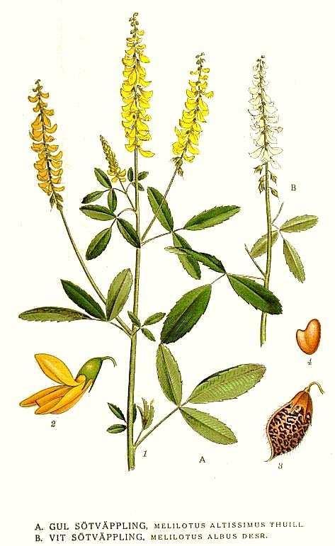 Medicago