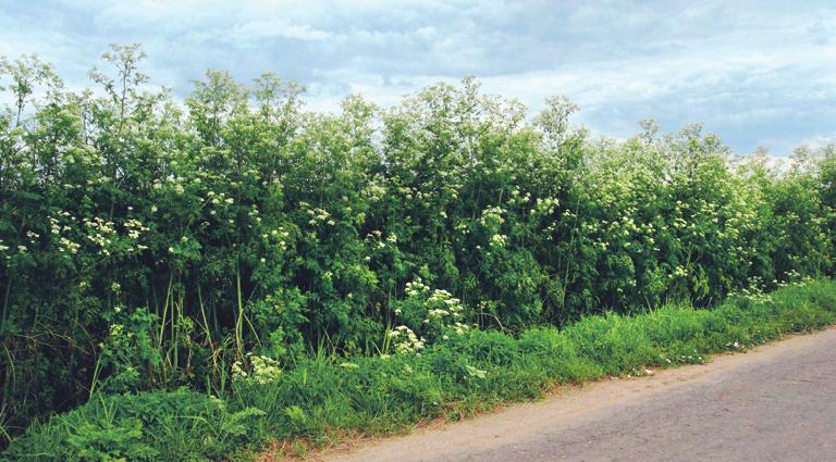 Stanoviště. Toto teplomilné společenstvo se vyskytuje především na ruderálních stanovištích ve vesnicích a jejich okolí. Často se s ním lze setkat v areálech zemědělských podniků.