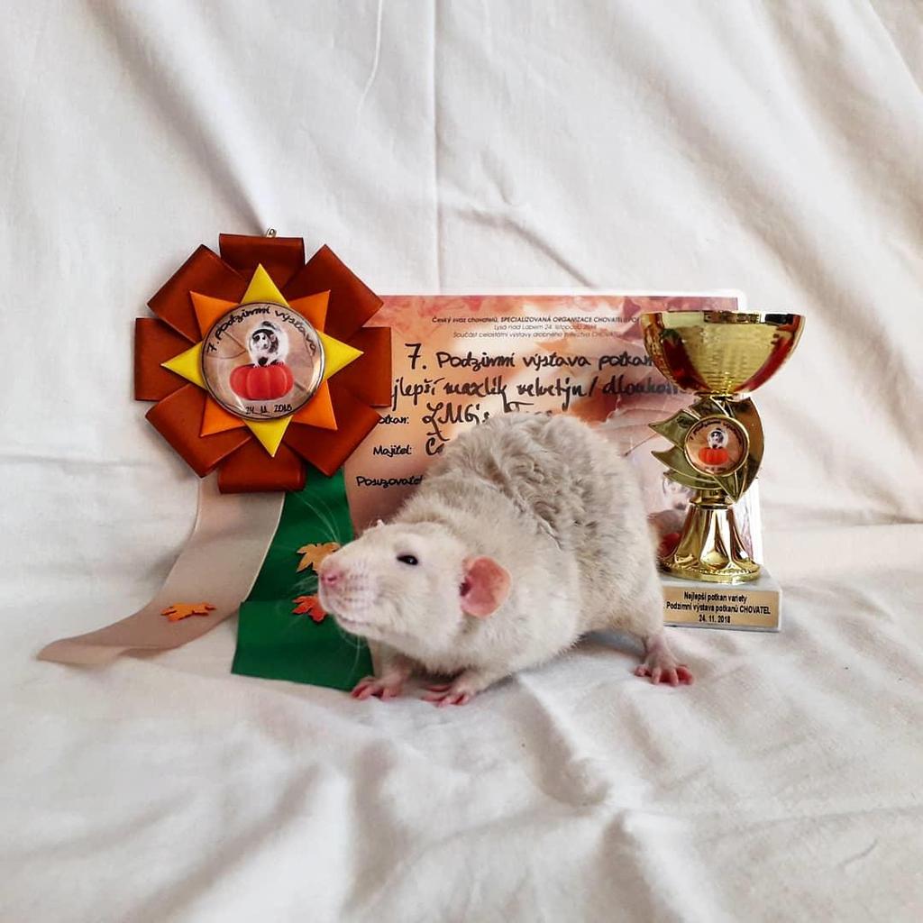 BRITISH PRIZE BEST IN SHOW Featura OdAdush Gáliková Ivana RESERVE BEST IN SHOW Narangerell z Mouseville Hanusová Lužná Helena Supreme Winner 3rd Place VALENTYN z Mouseville Sadrakuła Barbara Supreme