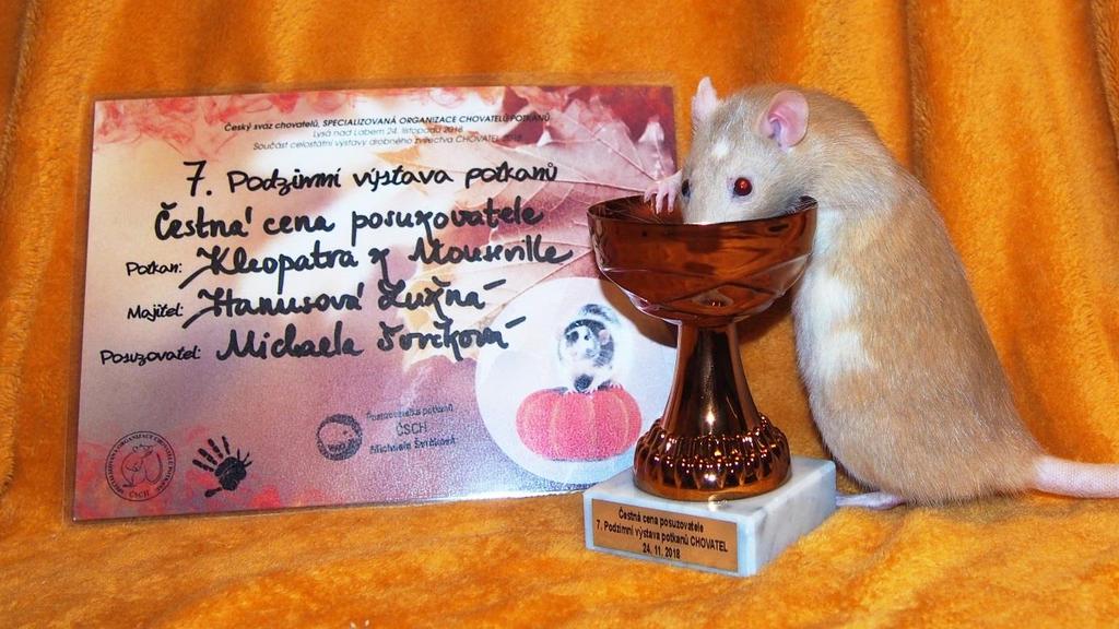 Provisional Standard Section Winner Adult 1. FLYING TENTACLE of Zirrael Sadrakuła Barbara 2. Feidhlimih Luxury Rats Hanusová Lužná Helena 3.