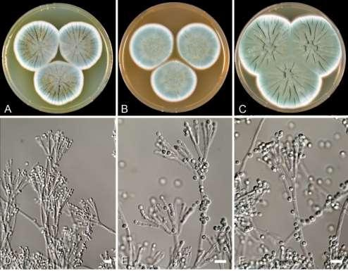 Obr. 1 Penicillium rubens CBS 205.57.