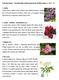 Zahradní terapie Charakteristiky rostlin k přepsání do Braillova písma, 1. část 1-21