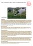 Krávy produkující mléko dojnice: neuvěřitelně krátký život