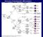 Hierarchy of hematopoietic differentiation.