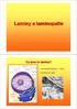 Laminy a laminopatie. Co jsou to laminy? intermediální filamenta - V. třída. nacházejí se v jádře
