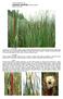 TYPHA ANGUSTIFOLIA L. orobinec úzkolistý / pálka úzkolistá Čeleď:orobincovité