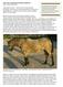 Výživa koní z hlediska dlouhodobé perspektivy. Autor: ing. Eva Zurek, MSc.