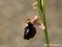 Jan Ponert. Ophrys ferrum-equinum