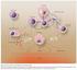 imunitní reakcí antigeny protilátky Imunitní reakce specifická vazba mezi antigenem a protilátkou a je podstatou imunitní reakce