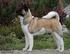 AMERICKÁ AKITA (American Akita)