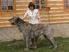 IRSKÝ VLKODAV (IRISH WOLFHOUND)