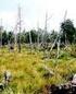 Plán péče o přírodní rezervaci Novodomské a Polské rašeliniště