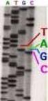 Nanopóry jako moderní nástroj pro DNA sekvenování