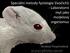 Speciální metody fyziologie živočichů - Laboratorní myš jako modelový organismus. Vendula Pospíchalová