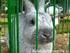 Klub chovatelů králíků Velkých světlých stříbřitých