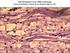 Biochemie svalové činnosti. Kardiomyocyty. Zdroj a eliminace Ca 2+ v sarkoplazmě srdečního svalu