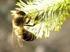 Tmavé včely severní a západní Evropy se zkládají z plemen : Balkánské včely a jejich příbuzenstvo Apis mellifera carnica Pollman ( 1979 )
