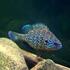 AMERICAN CICHLIDS CODE