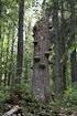 150 let Boubínského pralesa a jeho odkaz pro lesní hospodářství