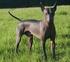 MEXICKÝ NAHÁČ (XOLOITZCUINTLE)