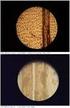 Autorské řešení kategorie D TEORETICKÁ ČÁST 1. a) vlasovec medinský, b) toxoplazma, c) zimnička, d) trypanozoma