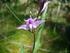 Poznámky k rozšíření orchidejí na Osoblažsku
