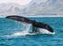 V Kapském Městě se už těší na milostné hrátky velryb